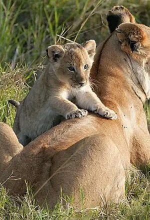 Lion-trekking-crimbing-tours-in-Africa-Uganda-packages