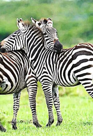 Zebra-most-beutiful-in-tourism-sector-Uganda