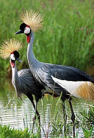 bird-watching-activities-on-lake-bunyonyi-gorilla-trekking-Uganda