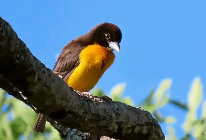 bird-watching-activity-in-savannah-wetlands-uganda