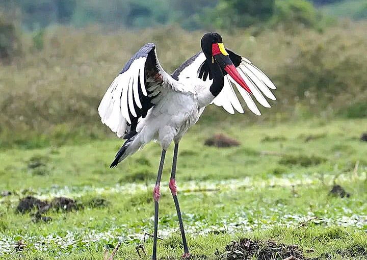 Bird Watching in Lake Mburo National Park