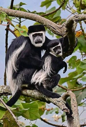 black-white-monkay-visit-kibale-chimpazee-trekking