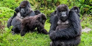 gorilla-bwindi-adventures-in-uganda-East-Africa-enjoy