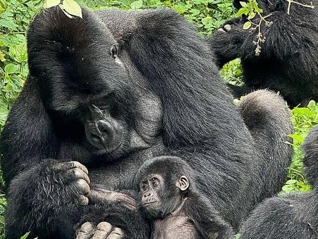 gorilla-trekking-in-bwindi-mgahinga-lake_bunyonyi