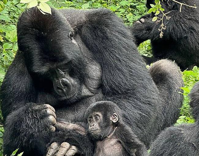 Gorilla Trekking in Bwindi