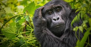 gorilla-trekking-in-bwindi-Uganda-east-africa