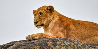 kidepo-lions-in-kidepo-uganda-a-must-do-tour-trip